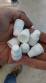 Container and capper bottle dropper and cap Prom�quina
